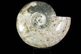 Massive, Ammonite Fossil With Stand - Sale Price #115057-1